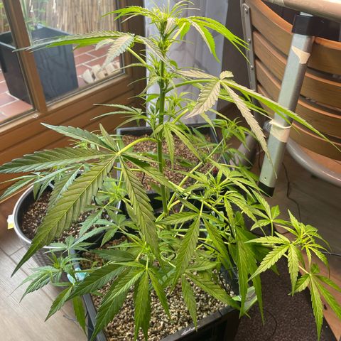 StrawZ Automatic growlog photo: Weil die StrawZ Kälte so gar nicht mag und sie noch nicht in Vollblüte ist darf sie rein ins Warme