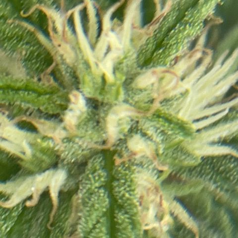 Pink Rozay Automatic growlog timeline photo