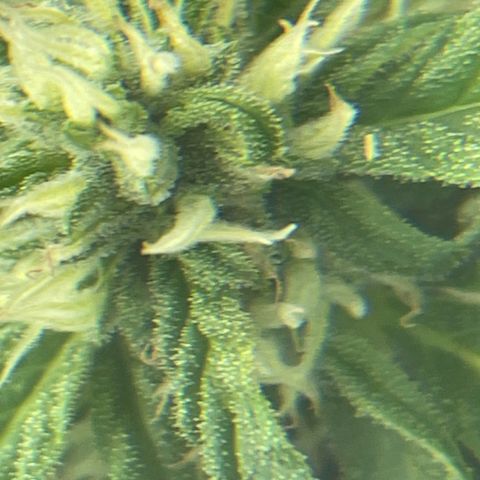 Watermelon Candy Automatic growlog timeline photo