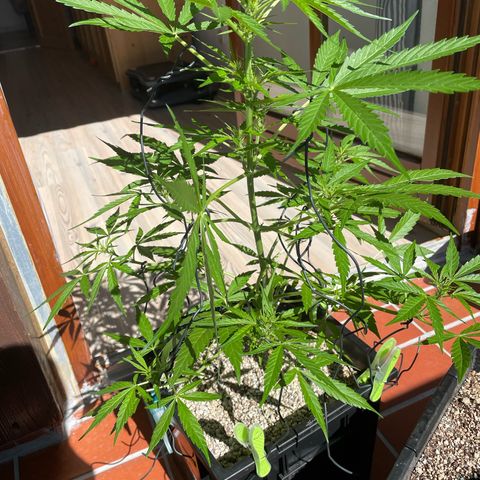 StrawZ Automatic growlog photo: Der Lackiert Effekt kommt von einer Neemöldusche 