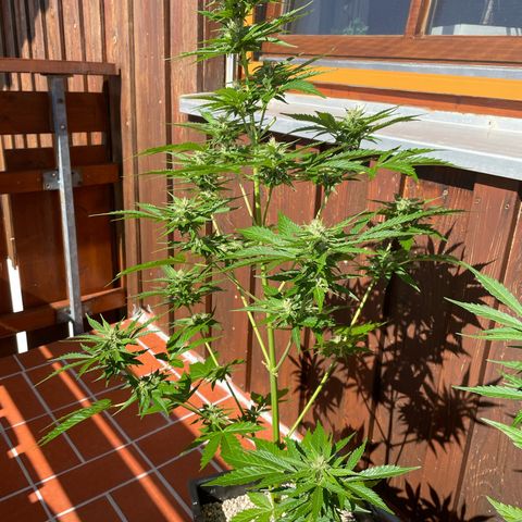 Pink Rozay Automatic growlog photo: Der Lackiert Effekt kommt von einer Neemöldusche 