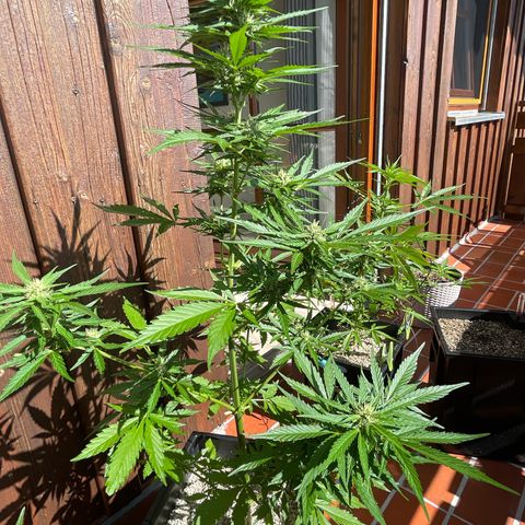 Watermelon Candy Automatic growlog timeline photo