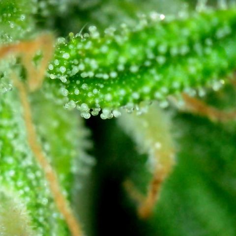 Pink Rozay Automatic growlog timeline photo