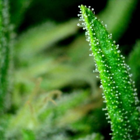 Watermelon Candy Automatic growlog timeline photo