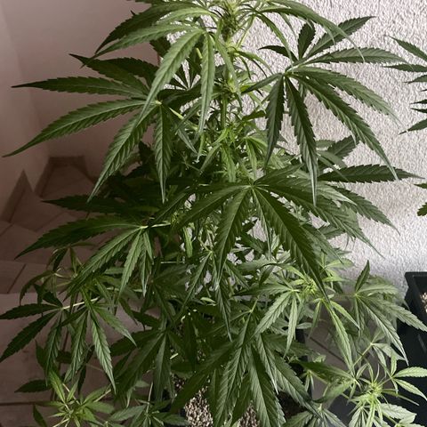 StrawZ Automatic growlog timeline photo