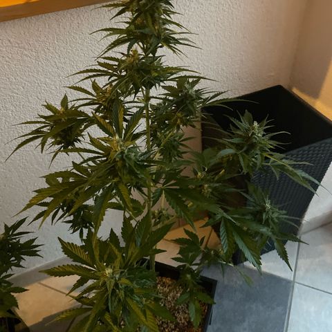 Watermelon Candy Automatic growlog timeline photo