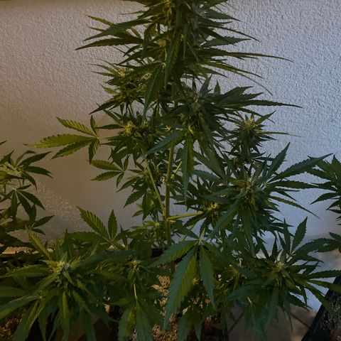 Pink Rozay Automatic growlog timeline photo