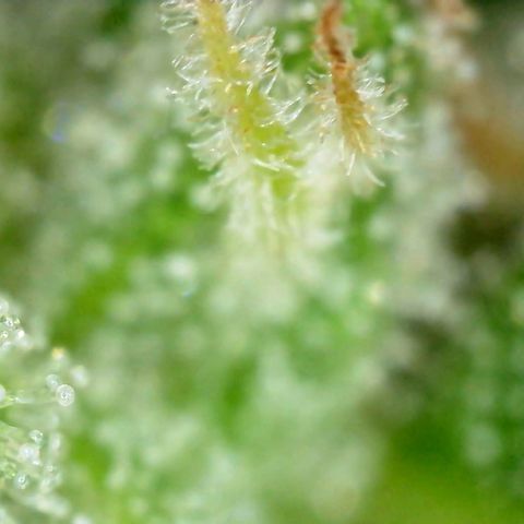 Pink Rozay Automatic growlog timeline photo