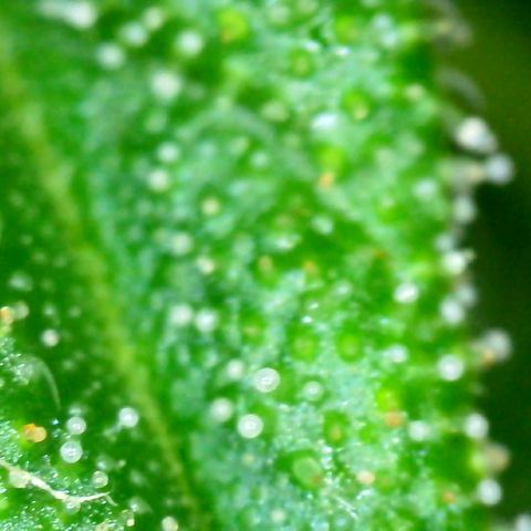 Watermelon Candy Automatic growlog timeline photo