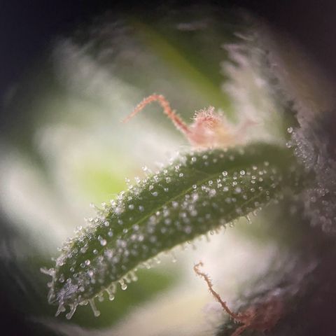 Pink Rozay Automatic growlog timeline photo