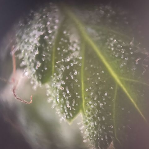 Watermelon Candy Automatic growlog timeline photo