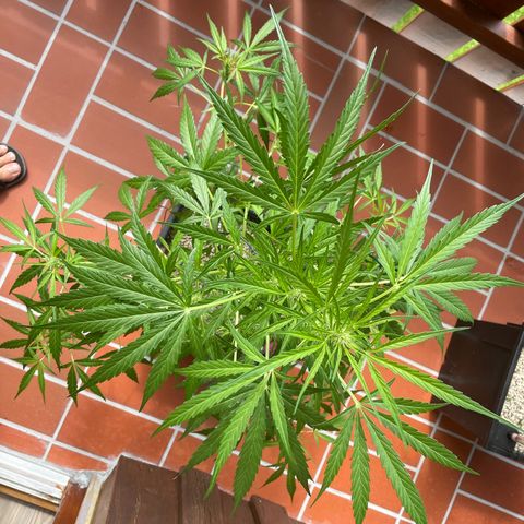 StrawZ Automatic growlog timeline photo