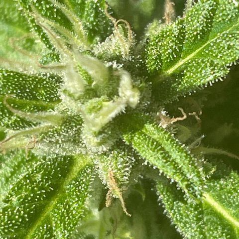 Watermelon Candy Automatic growlog timeline photo