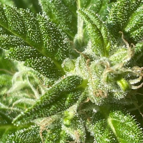 Pink Rozay Automatic growlog timeline photo