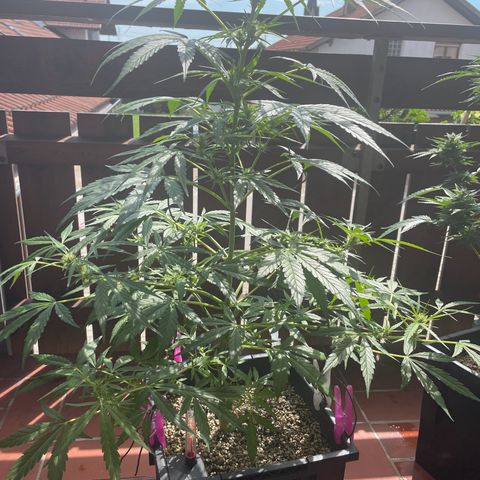 StrawZ Automatic growlog timeline photo