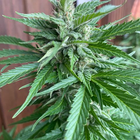 Watermelon Candy Automatic growlog timeline photo