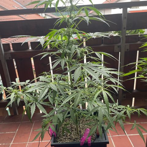 StrawZ Automatic growlog timeline photo