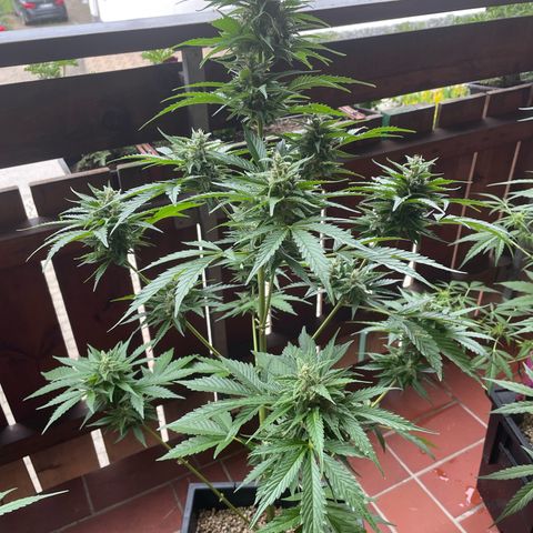 Pink Rozay Automatic growlog timeline photo