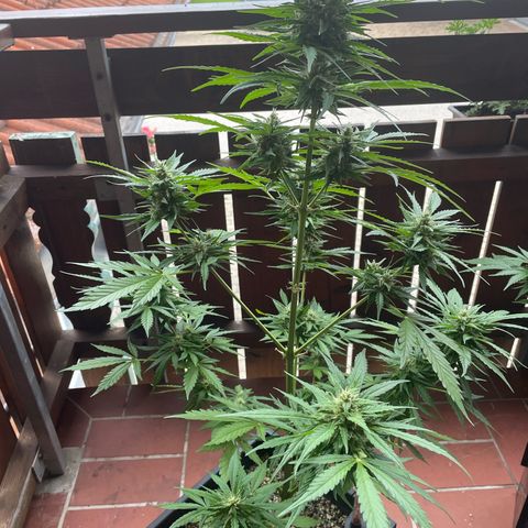 Watermelon Candy Automatic growlog timeline photo