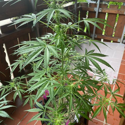 StrawZ Automatic growlog timeline photo