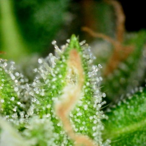 Pink Rozay Automatic growlog timeline photo
