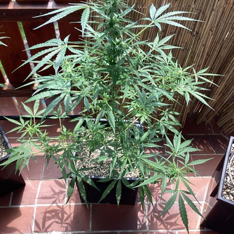 StrawZ Automatic growlog photo: Mit neuer Sommerfrisur = frisch Entlaubt 