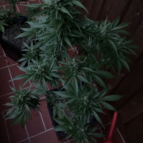 Watermelon Candy Automatic growlog timeline photo