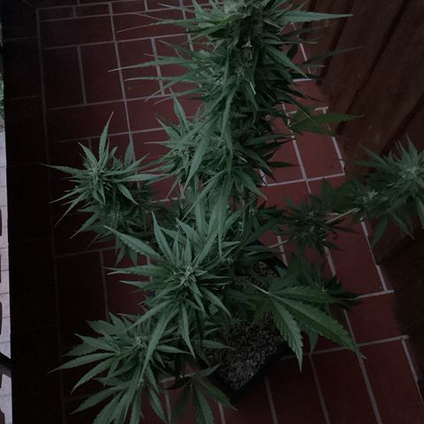 Pink Rozay Automatic growlog timeline photo