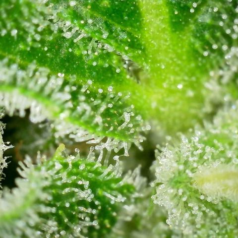 Pink Rozay Automatic growlog timeline photo