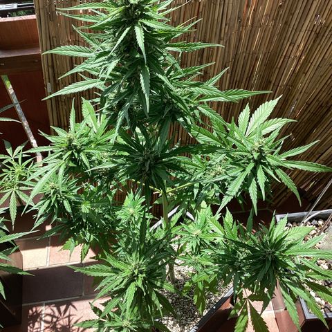 Pink Rozay Automatic growlog timeline photo