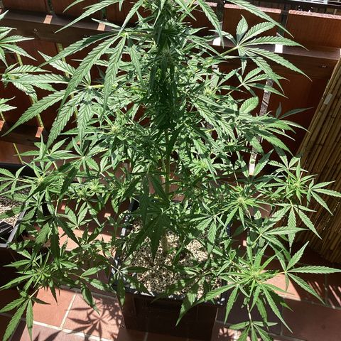 StrawZ Automatic growlog timeline photo