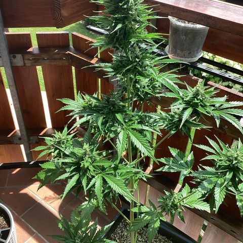 Watermelon Candy Automatic growlog timeline photo