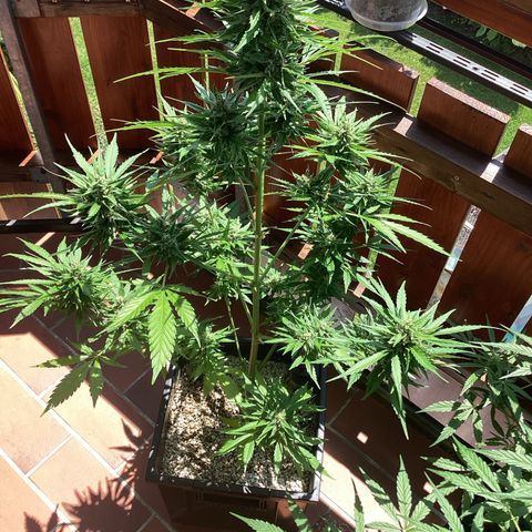 Pink Rozay Automatic growlog timeline photo