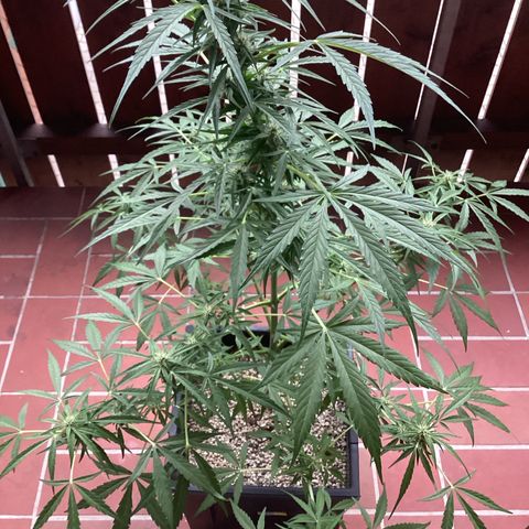 StrawZ Automatic growlog timeline photo