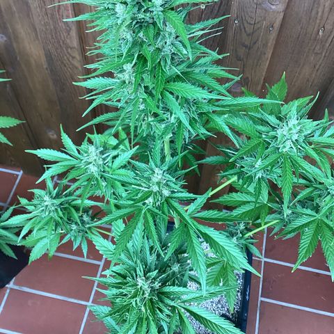 Watermelon Candy Automatic growlog timeline photo