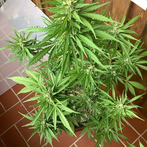 Pink Rozay Automatic growlog timeline photo