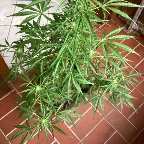 StrawZ Automatic growlog timeline photo