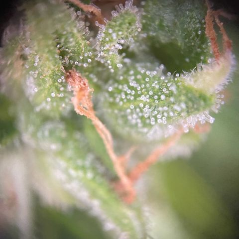 Pink Rozay Automatic growlog timeline photo