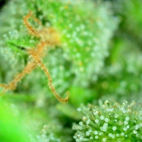 Watermelon Candy Automatic growlog timeline photo