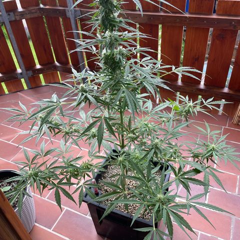 StrawZ Automatic growlog timeline photo