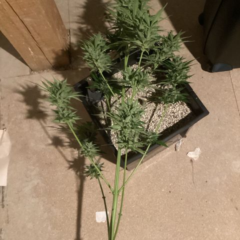 Watermelon Candy Automatic growlog timeline photo