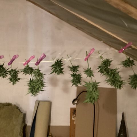 Watermelon Candy Automatic growlog timeline photo