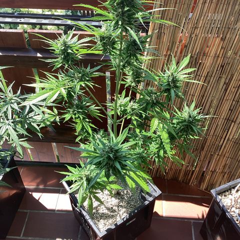 Pink Rozay Automatic growlog timeline photo