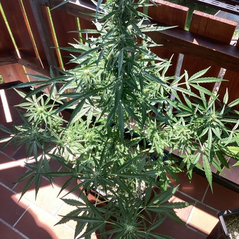 StrawZ Automatic growlog timeline photo