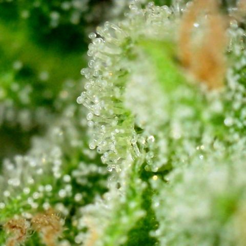 Pink Rozay Automatic growlog timeline photo