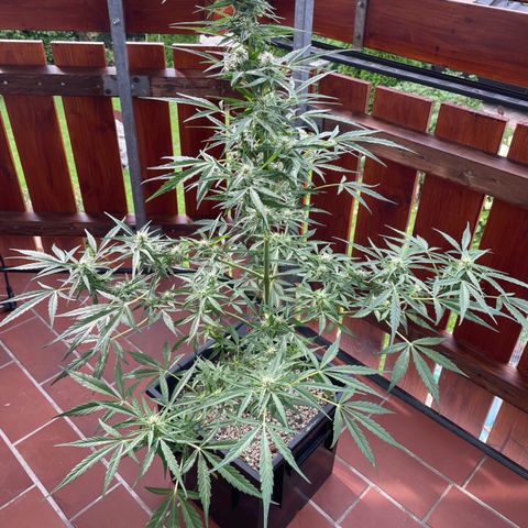 StrawZ Automatic growlog timeline photo