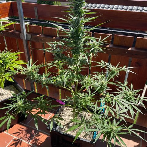 StrawZ Automatic growlog timeline photo