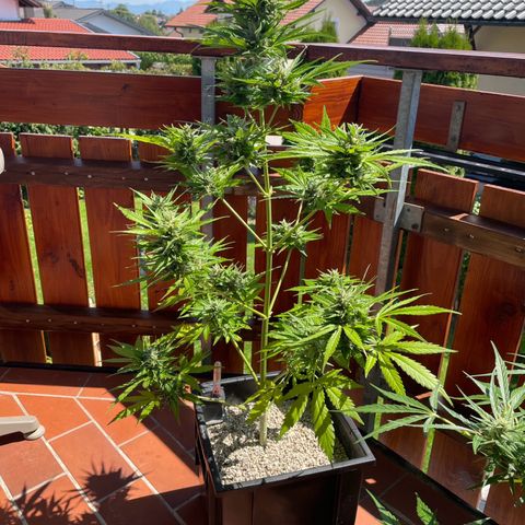 Pink Rozay Automatic growlog timeline photo
