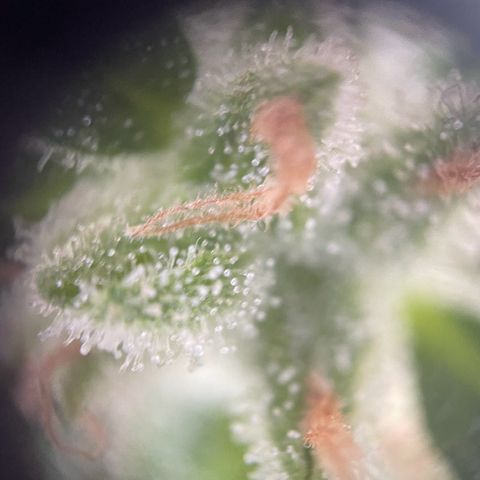 Pink Rozay Automatic growlog timeline photo