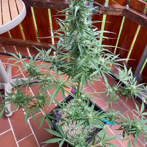 StrawZ Automatic growlog timeline photo
